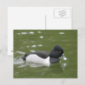 Ring-necked Duck-Briefkaart Briefkaart (Voorkant / Achterkant)