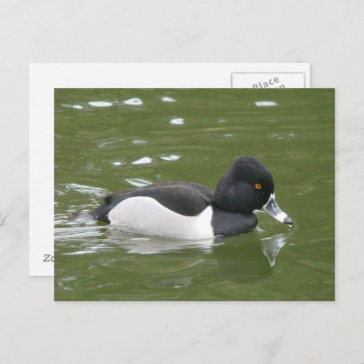Ring-necked Duck-Briefkaart Briefkaart (Voorkant / Achterkant)