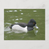 Ring-necked Duck-Briefkaart Briefkaart (Voorkant)