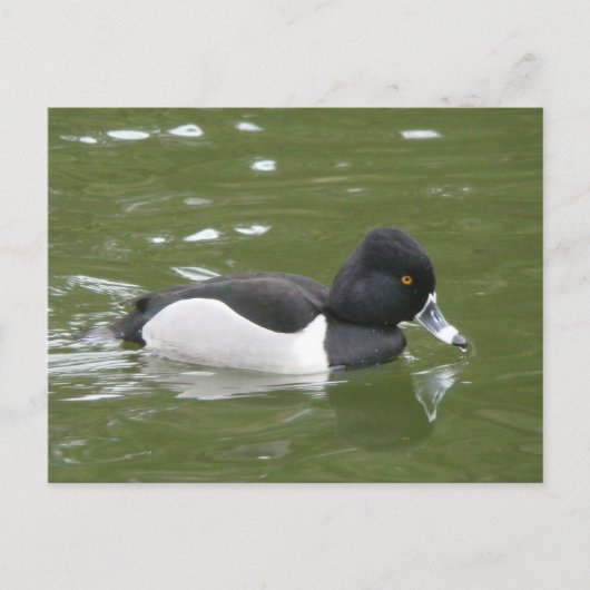 Ring-necked Duck-Briefkaart Briefkaart (Voorkant)