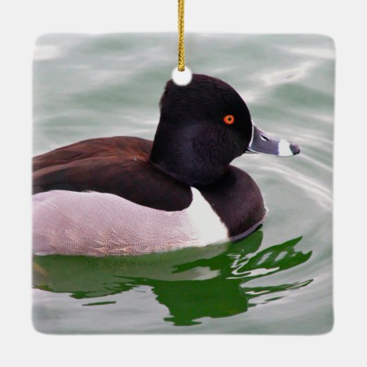 Ring Necked Duck Keramisch Ornament (Achterkant)