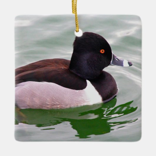 Ring Necked Duck Keramisch Ornament (Voorkant)