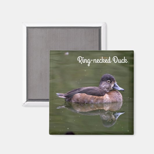 Ring-necked Duck Magneet (Voorkant / Achterkant)