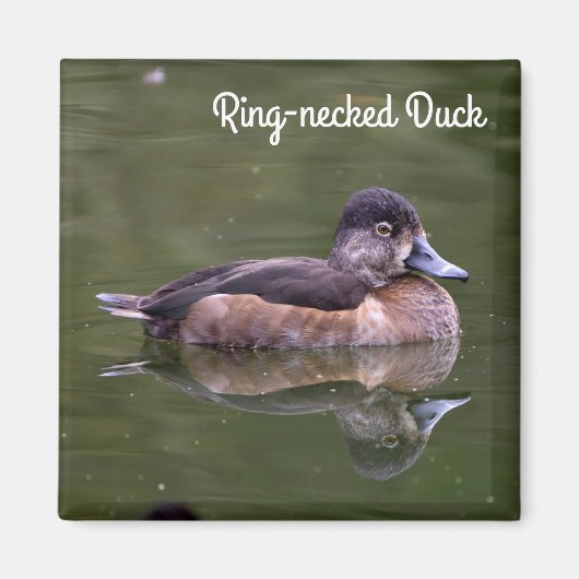Ring-necked Duck Magneet (Voorkant)