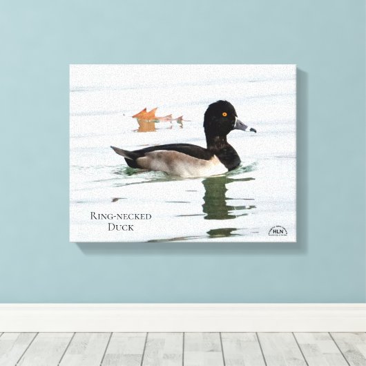 Ring-necked duck male canvas afdruk (Insitu (Houten vloer))