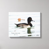 Ring-necked duck male canvas afdruk (Voorkant)