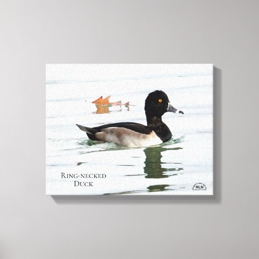 Ring-necked duck male canvas afdruk (Voorkant)