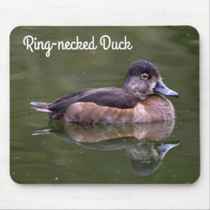 Ring-necked Duck Muismat