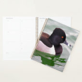 Ring Necked Duck Planner (Display)
