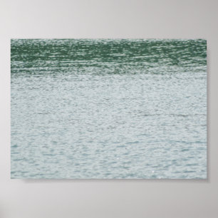 Ring-necked Duck Poster