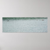 Ring-necked Duck Poster (Voorkant)