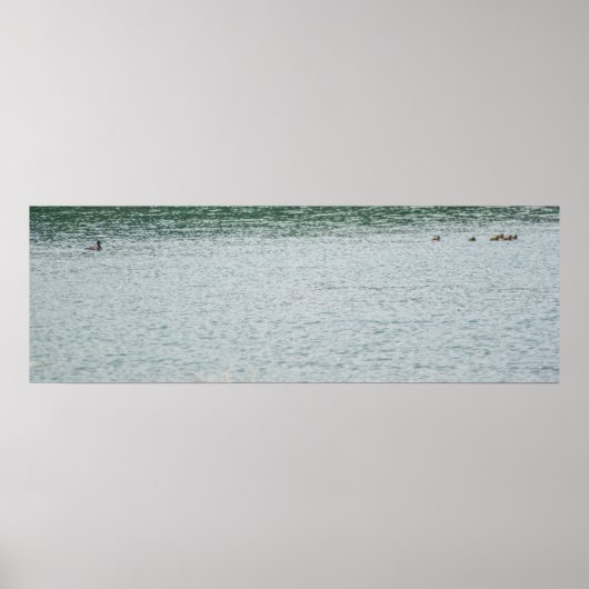 Ring-necked Duck Poster (Voorkant)