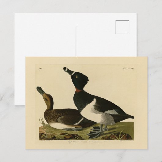 Ring-necked Duck van Audubon's Birds of America Briefkaart (Voorkant / Achterkant)