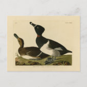Ring-necked Duck van Audubon's Birds of America Briefkaart (Voorkant)