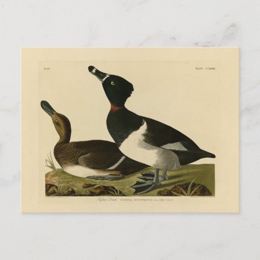 Ring-necked Duck van Audubon's Birds of America Briefkaart (Voorkant)