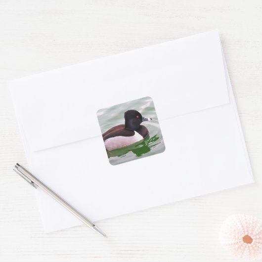 Ring Necked Duck Vierkante Sticker (Envelop)
