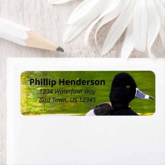 Ring-Necked Ducks Black & White Birds Green Water Etiket (Insitu)