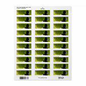 Ring-Necked Ducks Black & White Birds Green Water Etiket (Full Sheet)