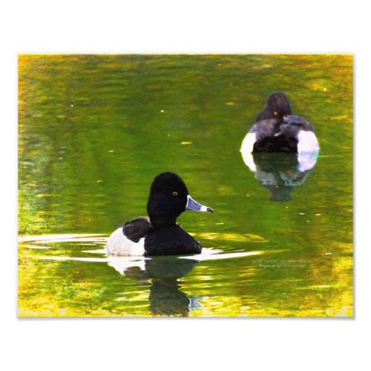 Ring-Necked Ducks Black & White Birds Green Water Foto Afdruk (Voorkant)