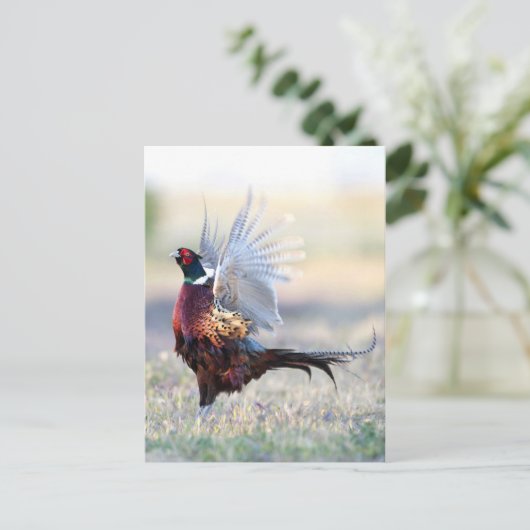 Ring-necked fazant briefkaart (Staand voorkant)