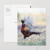 Ring-necked fazant briefkaart (Voorkant / Achterkant)