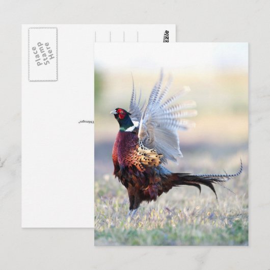 Ring-necked fazant briefkaart (Voorkant / Achterkant)