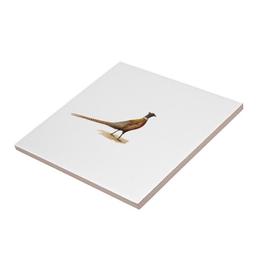 Ring-necked fazant tegeltje (Zijkant)