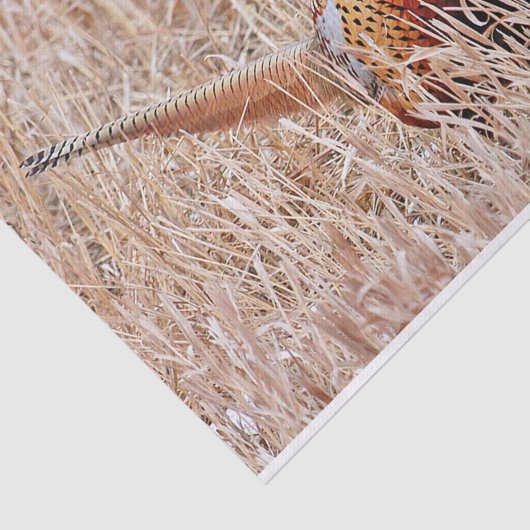 Ring-necked fazant tissuepapier (Detail)