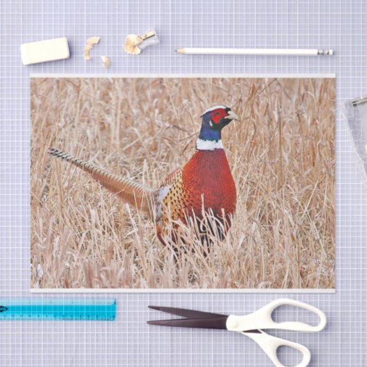 Ring-necked fazant tissuepapier (Craft)