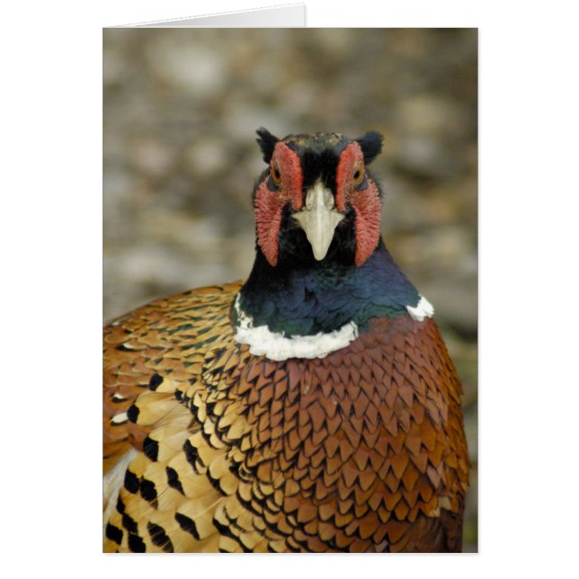 Ring Necked Pheasant (Voorkant)