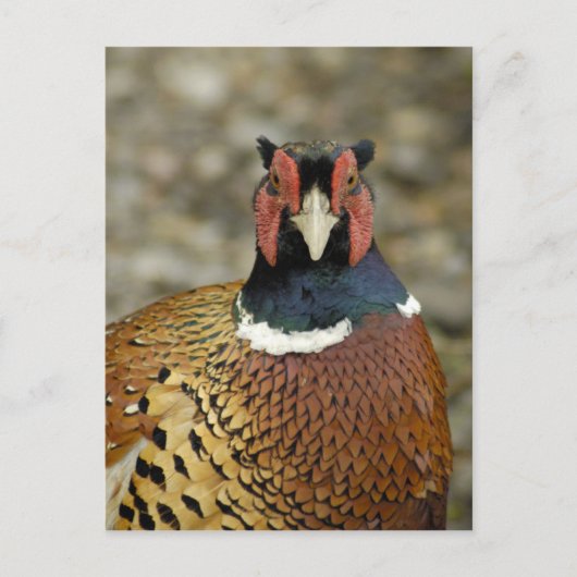 Ring Necked Pheasant Briefkaart (Voorkant)