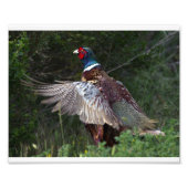 Ring Necked Pheasant Foto Afdruk (Voorkant)
