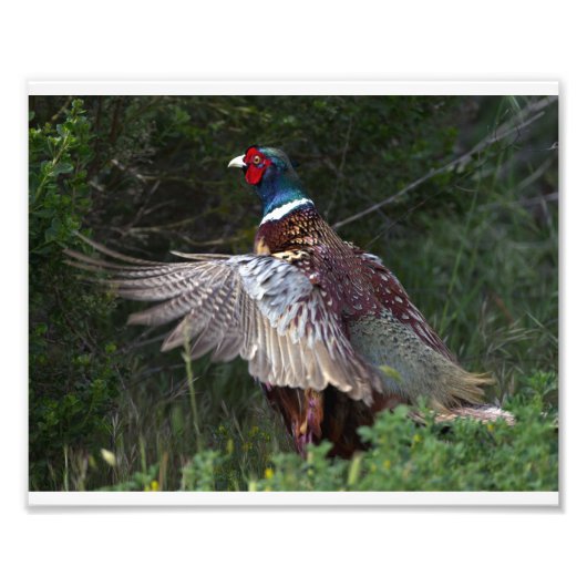 Ring Necked Pheasant Foto Afdruk (Voorkant)