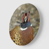 Ring Necked Pheasant Grote Klok (Hoek)