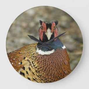 Ring Necked Pheasant Grote Klok