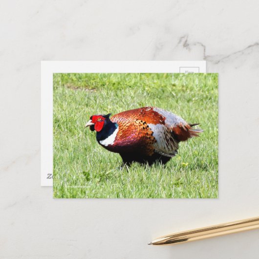 Ring-Necked Pheasant in de gras Briefkaart (Voorkant / Achterkant in situ)