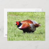 Ring-Necked Pheasant in de gras Briefkaart (Voorkant / Achterkant)