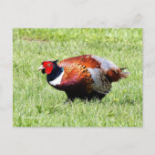 Ring-Necked Pheasant in de gras Briefkaart (Voorkant)