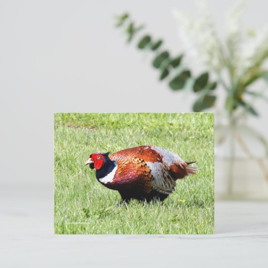 Ring-Necked Pheasant in de gras Briefkaart (Staand voorkant)
