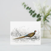 Ring Necked Pheasant - kunst Briefkaart (Staand voorkant)