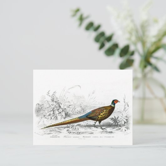 Ring Necked Pheasant -  kunst Briefkaart (Staand voorkant)