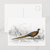 Ring Necked Pheasant - kunst Briefkaart (Voorkant / Achterkant)