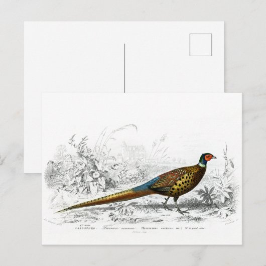 Ring Necked Pheasant -  kunst Briefkaart (Voorkant / Achterkant)