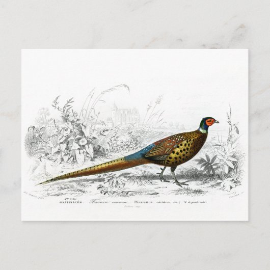 Ring Necked Pheasant - kunst Briefkaart (Voorkant)