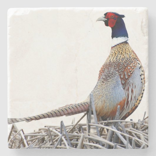 Ring-necked Pheasant Photo Stone Trivet Stenen Onderzetter (Voorkant)