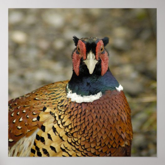 Ring Necked Pheasant Poster (Voorkant)