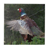 Ring Necked Pheasant Tegeltje (Voorkant)
