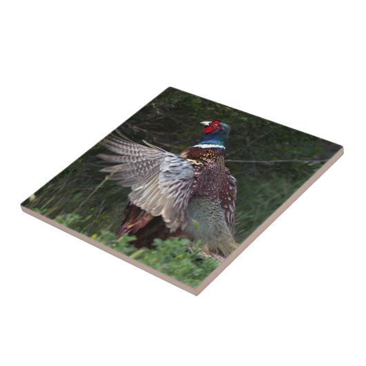 Ring Necked Pheasant Tegeltje (Zijkant)
