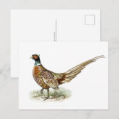 Ring-necked Pheasant van de broers von Wright Briefkaart (Voorkant / Achterkant)