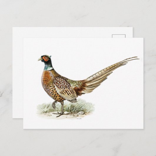 Ring-necked Pheasant van de broers von Wright Briefkaart (Voorkant / Achterkant)